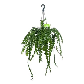 Epiphyllum Anguliger - in Hangpot - p15 h25 - Kamerplant - Hangende kamerplanten - biezen voor