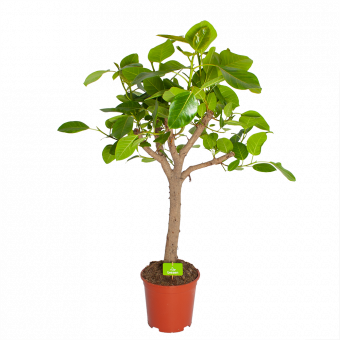 Ficus Altissima - Vertakt - p27 h130 - Groene kamerplanten - biezen voor