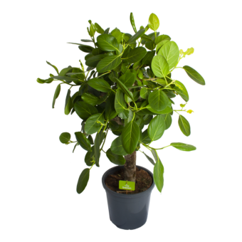 Ficus Benghalensis Audrey op stam - Groene Vijg - p31 h120 - Groene kamerplanten - biezen voor