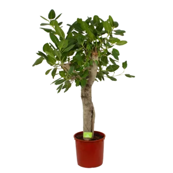 Ficus Benghalensis Audrey op stam - Groene Vijg - p34 h150 - Kamerplant - Groene kamerplanten - biezen voor