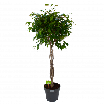 Ficus Benjamina Exotica op gevlochten stam - Treurvijg - p27 h140 - Groene kamerplanten - biezen voor