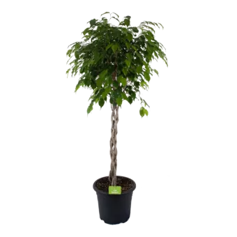 Ficus Benjamina Exotica op gevlochten stam - Treurvijg - p32 h160 - Kamerplant - Groene kamerplanten - biezen voor