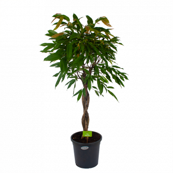 Ficus Binnendijkii Amstel King op gevlochten stam - Treurvijg - p31 h140 - Groene kamerplanten - biezen voor
