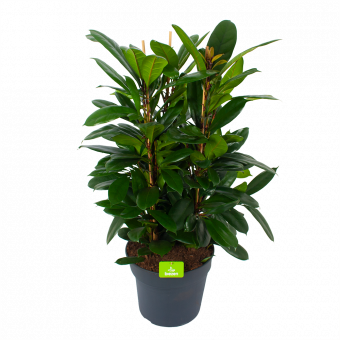 Ficus Cyathistipula - Groene Vijg - Toef - p34 h120 - Groene kamerplanten - biezen voor