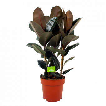 ficus elastica abidjan-treurvijg-groene kamerplanten-potmaat 27cm-hoogte 100cm-biezen-rechts