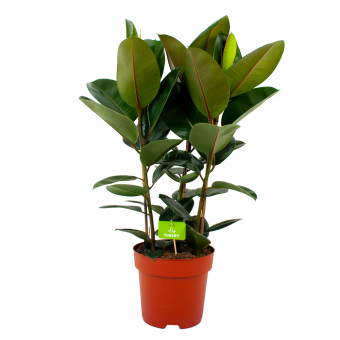 ficus elastica robusta-waringin-groene kamerplanten-potmaat 27cm-hoogte 100cm-biezen-label