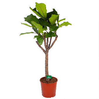 Ficus Lyrata op Stam - Tabaksplant - p30 h150 - Kamerplant - Groene kamerplanten - biezen voor