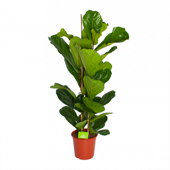 Ficus Lyrata - Tabaksplant - Toef - p24 h120 - Groene kamerplanten - biezen voor