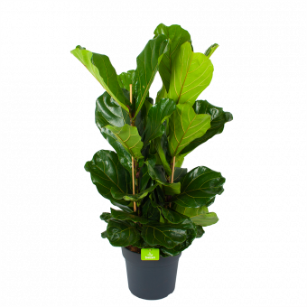 Ficus Lyrata - Tabaksplant - Toef - p34 h120 - Groene kamerplanten - biezen voor