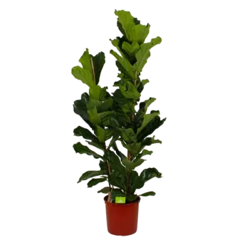 Ficus Lyrata - Tabaksplant - Toef - p34 h180 - Kamerplant - Groene kamerplanten - biezen voor