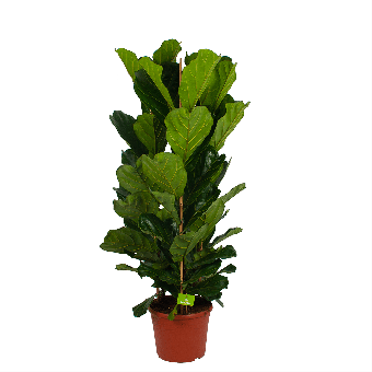 Ficus Lyrata - Tabaksplant - Toef - p35 h150 - Groene kamerplanten - biezen voor