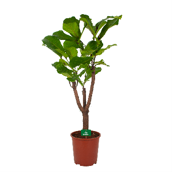 Ficus Lyrata Vertakt - Tabaksplant - p27 h140 - Kamerplant - Groene kamerplanten - biezen voor