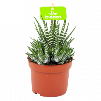 haworthia fasciata big band-zebraplant-cactussen-vetplanten-potmaat 11cm-hoogte 15cm-biezen-label