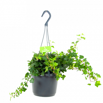 Hedera Helix Wonder - Klimop - Englisch Ivy - in Hangpot - p17 - Hangende kamerplanten - biezen voor