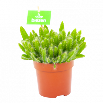 hylocereus undatus-cactussen-vetplanten-potmaat 11cm-hoogte 15cm-biezen-label