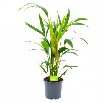 kentiapalm-howea forsteriana-groene kamerplanten-potmaat 17cm-hoogte 70cm-biezen-rechts