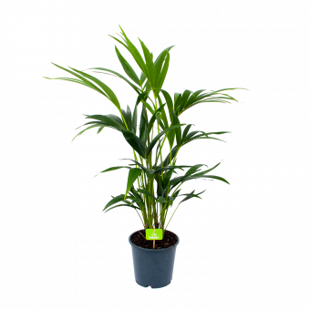 Kentiapalm - Howea Forsteriana - p19 h80 - Groene kamerplanten - biezen voor