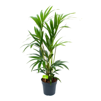 Kentiapalm - Howea Forsteriana - p19 h90 - Kamerplant - Groene kamerplanten - biezen voor