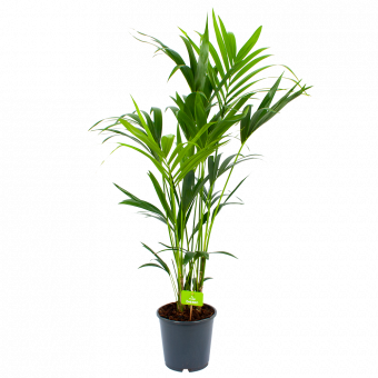 Kentiapalm - Howea Forsteriana - p24 h140 - Groene kamerplanten - biezen voor