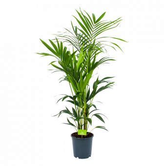Kentiapalm - Howea Forsteriana - p24 h150 - Groene kamerplanten - biezen voor