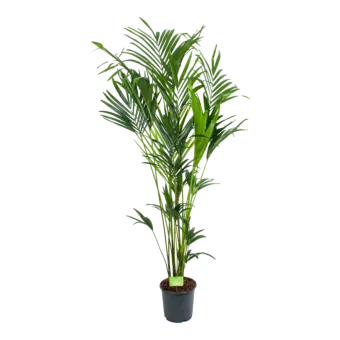 Kentiapalm p24 h180 | Grote kamerplant kopen