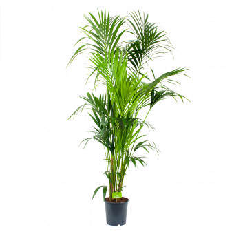 kentiapalm-howea forsteriana-groene kamerplanten-potmaat 24cm-hoogte 200cm-biezen-label