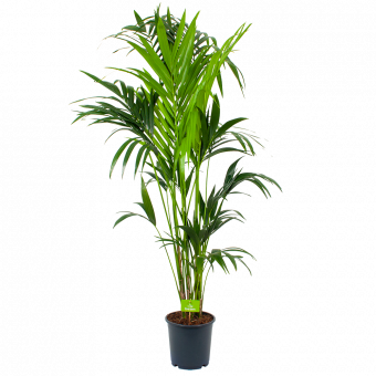kentiapalm-howea forsteriana-groene kamerplanten-potmaat 24cm-hoogte 170cm-biezen-rechts