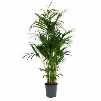 Kentiapalm - Howea Forsteriana - p27 h170 - Groene kamerplanten - biezen voor