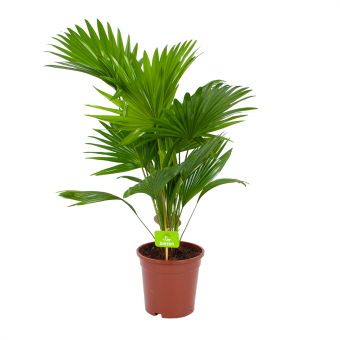 Livistona Rotundifolia - Chinese schermpalm - p17 h70 - Kamerplant - Groene kamerplanten - biezen voor