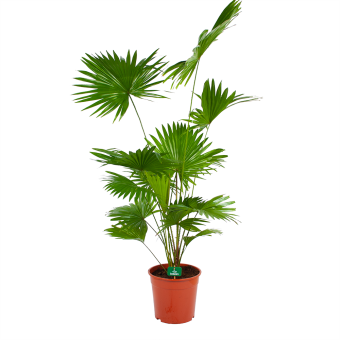 Livistona Rotundifolia - Chinese schermpalm - p24 h100 - Kamerplant - Groene kamerplanten - biezen voor