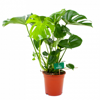 monstera deliciosa-gatenplant-groene kamerplanten-potmaat 21cm-hoogte 75cm-biezen-label