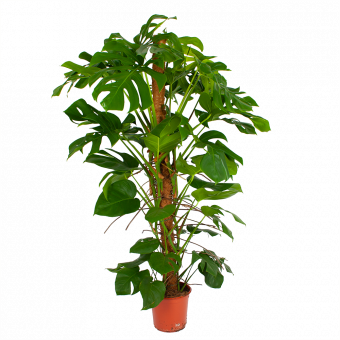 Monstera Deliciosa op mosstok - Gatenplant - p24 h150 - Groene kamerplanten - biezen voor