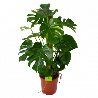 Monstera Deliciosa op mosstok - Gatenplant - p27 h120 - Groene kamerplanten - biezen voor