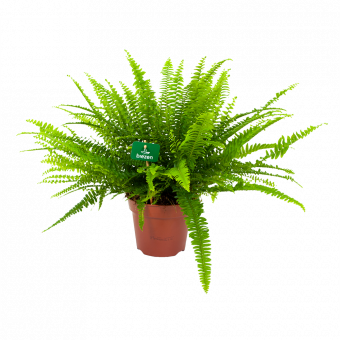 nephrolepis exalata green lady-krulvaren-groene kamerplanten-potmaat 17cm-hoogte 50cm-biezen-label