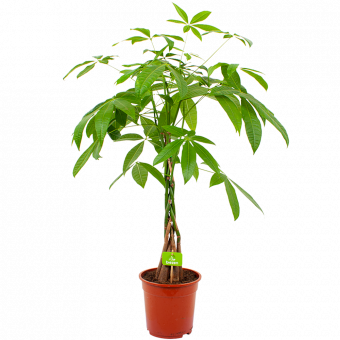 pachira aquatica - geldboom - groene kamerplanten - potmaat 19cm - hoogte 80cm - biezen - label