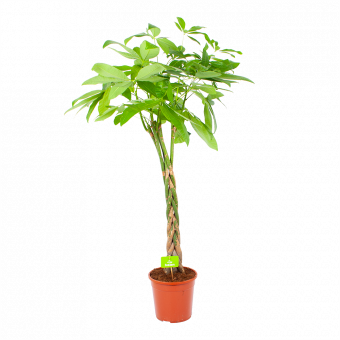 Pachira Aquatica - Geldboom - p24 h135 - Groene kamerplanten - biezen voor