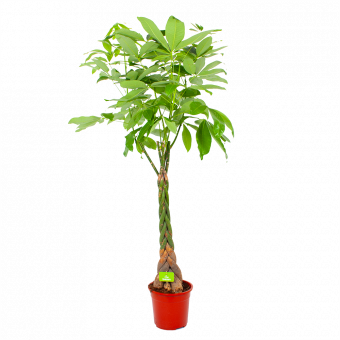 Pachira Aquatica - Geldboom - p27 h150 - Groene kamerplanten - biezen voor