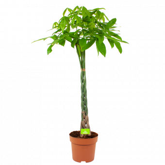 Pachira Aquatica - Geldboom - p30 h150 - Groene kamerplanten - biezen voor