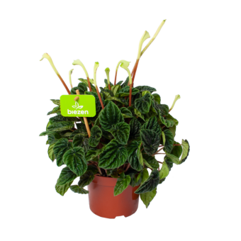 Peperomia Caperata Lilian - p12 h25 - Groene kamerplanten, Cactussen en vetplanten - biezen voor