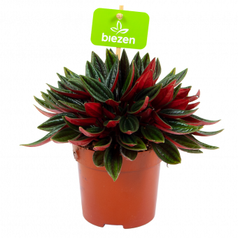 Peperomia Caperata 'Rosso' - Rattenstaart - p11 h15 - Cactussen en vetplanten - biezen label