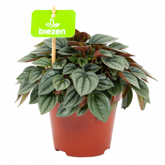 peperomia napoli nights-groene kamerplanten-potmaat 11cm-hoogte 15cm-biezen-label