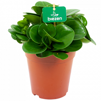 peperomia obtusifolia - groene kamerplanten - potmaat 15cm - hoogte 25cm - biezen - label