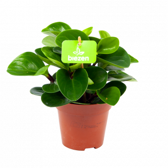 Peperomia Red Canyon - p12 h20 - Groene kamerplanten - biezen voor