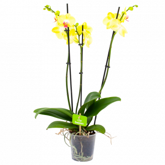 phalaenopsis orchidee-vlinderorchidee-3 taks-bloeiende kamerplanten-potmaat 12cm-hoogte 60cm-bloemkleur geel-biezen-label