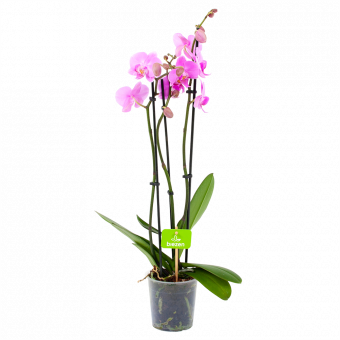 phalaenopsis orchidee-vlinderorchidee-3 taks-bloeiende kamerplanten-potmaat 12cm-hoogte 60cm-bloemkleur roze-biezen-label