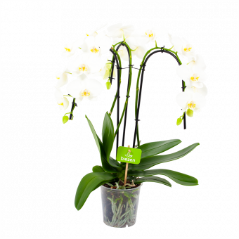 phalaenopsis orchidee - vlinderorchidee - 3 taks - waterfall - bloeiende kamerplanten  - potmaat 12cm - hoogte 60cm - bloemkleur wit - biezen - label