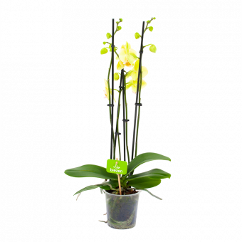 phalaenopsis orchidee-vlinderorchidee-4 taks-bloeiende kamerplanten-potmaat 12cm-hoogte 60cm-bloemkleur geel-biezen-label