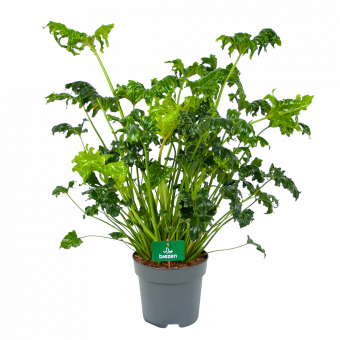 Philodendron Atlantis - p21 h75 - Kamerplant - Groene kamerplanten - biezen voor