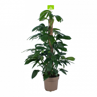 Philodendron Florida Beauty op mosstok - p24 h80 - Groene kamerplanten - biezen voor