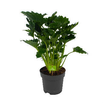 Philodendron Grizzly - p21 h55 - Groene kamerplanten - biezen voor
